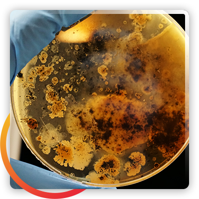 Microbiologyintext-2