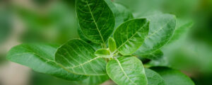 Testing for Ashwagandha supplements at Labofine!