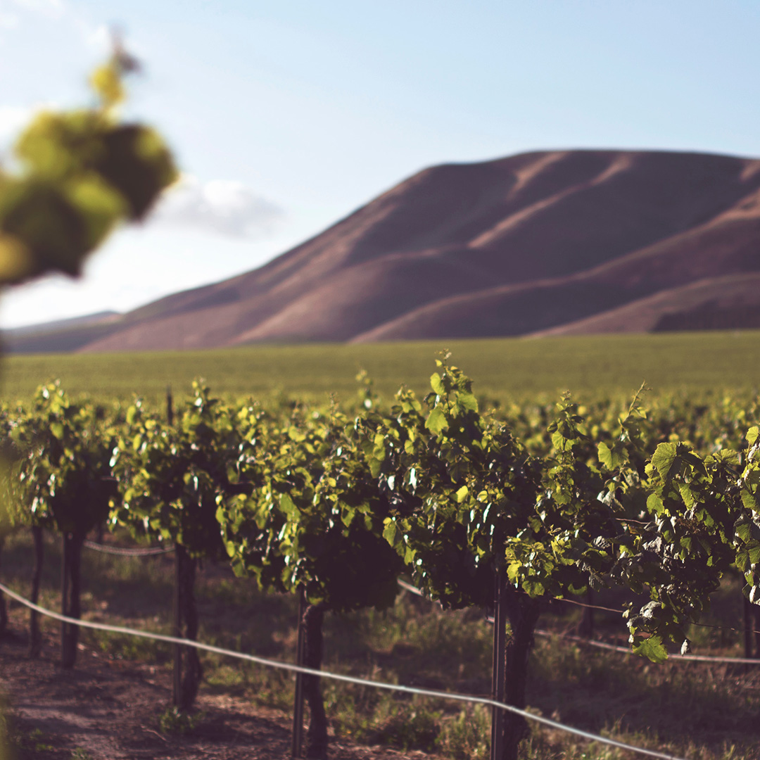 A vineyard