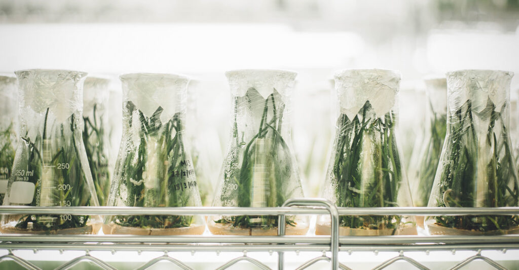 plants in beakers for lab tests