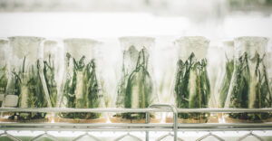 plants in beakers for lab tests