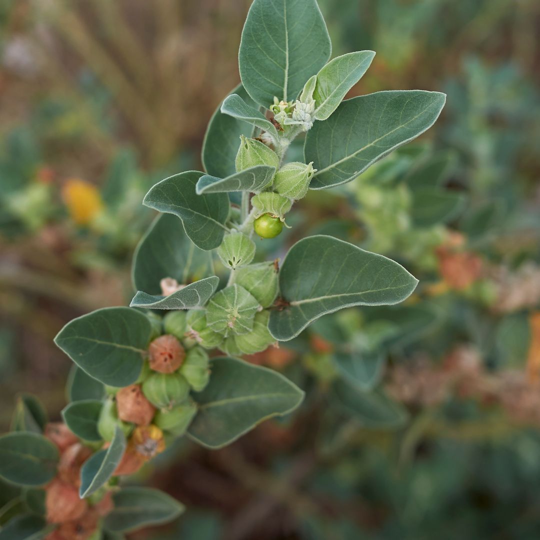 Ashwagandha plant